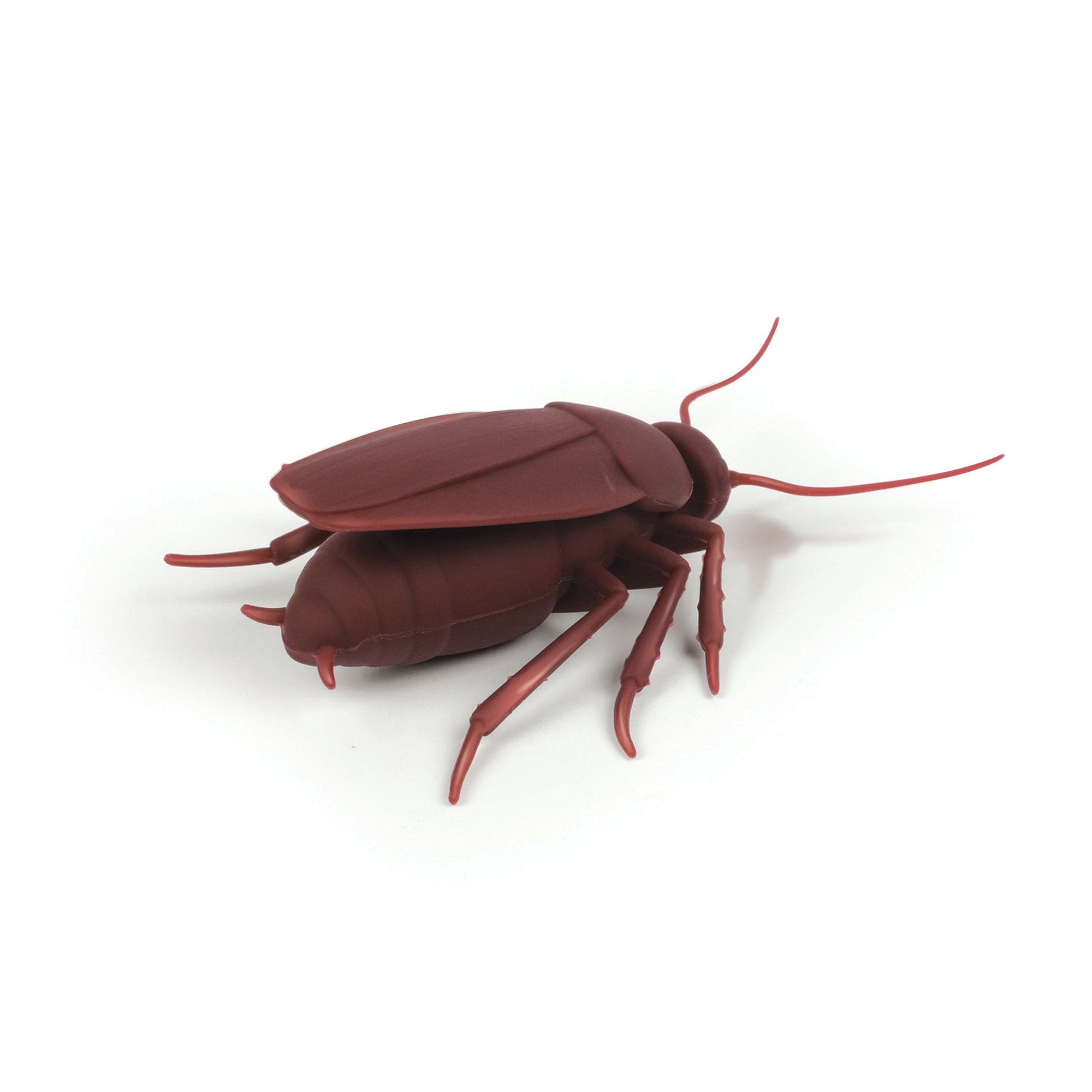 Cockroach bottle stopper isolated on a white background