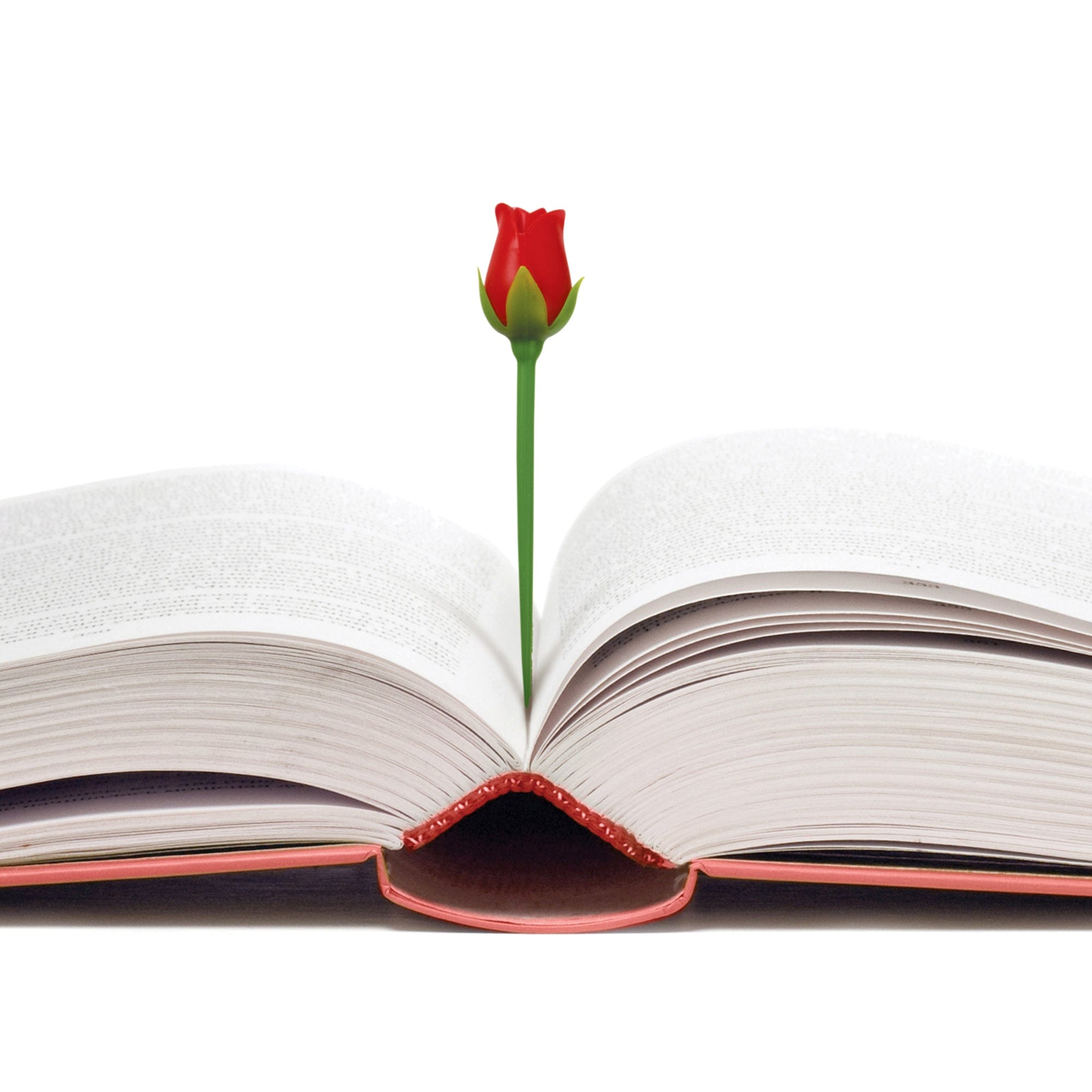 Open book with a red rose flower emerging from it on a white background